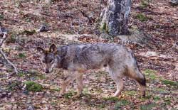 20060516234546-100406-lobo-bosque.jpg